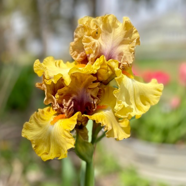 Bearded Iris, Idle Rich